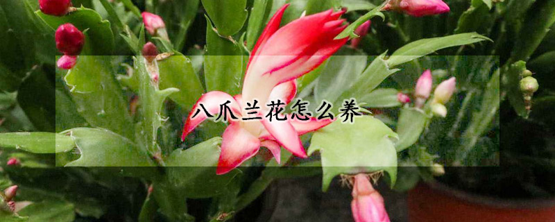 八爪兰花怎么养