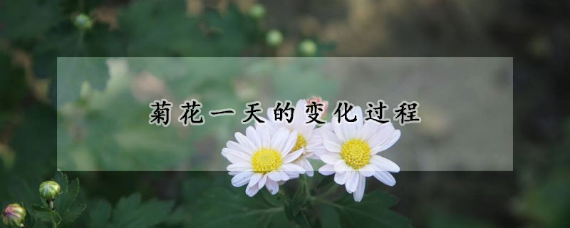 菊花一天的变化过程