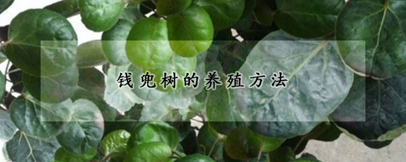 钱兜树的养殖方法