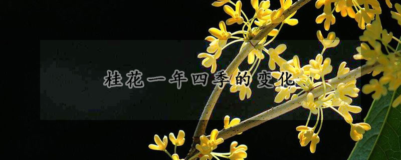 桂花一年四季的变化