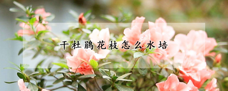 干杜鹃花枝怎么水培