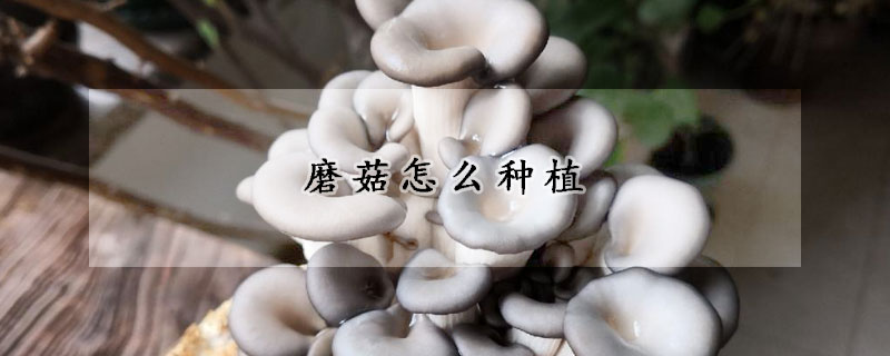 磨菇怎么种植