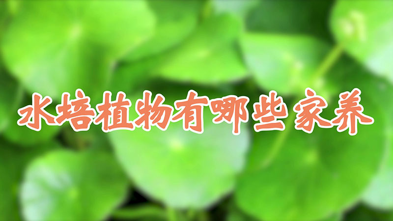 水培植物有哪些 家养