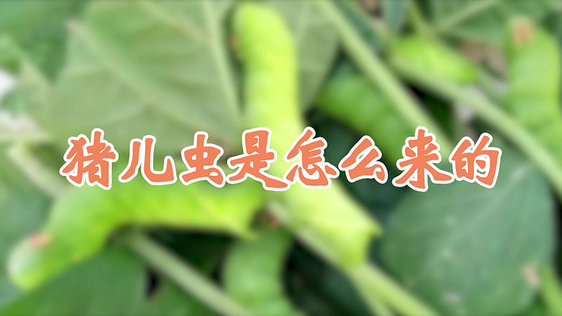 猪儿虫是怎么来的