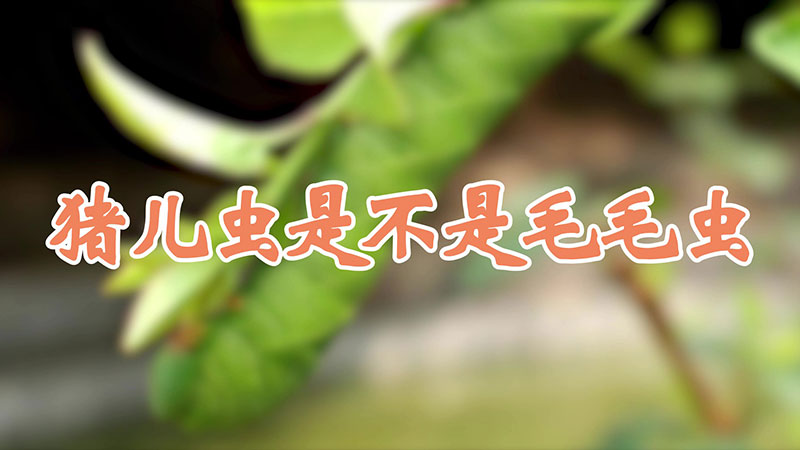 猪儿虫是不是毛毛虫