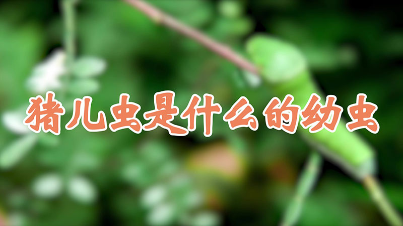 猪儿虫是什么的幼虫