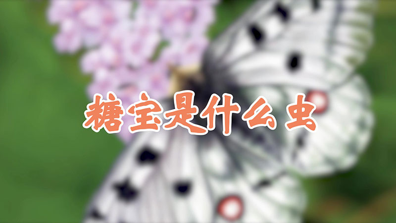 糖宝是什么虫