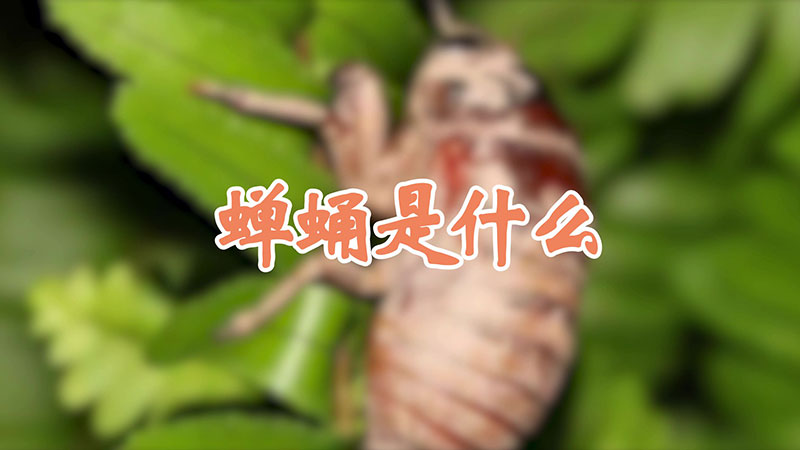蝉蛹是什么