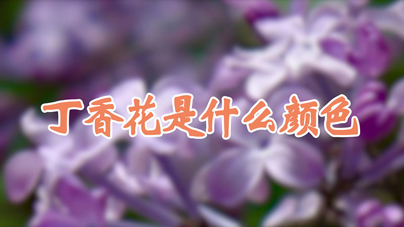 丁香花是什么颜色