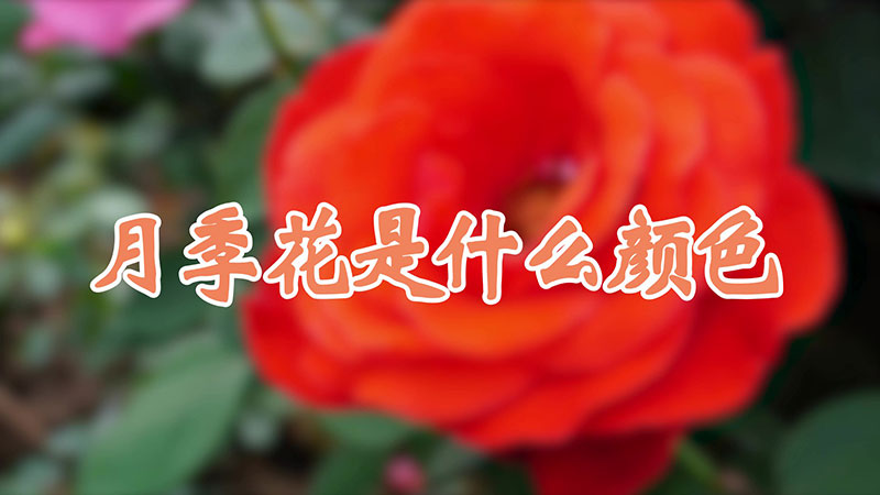 月季花是什么颜色