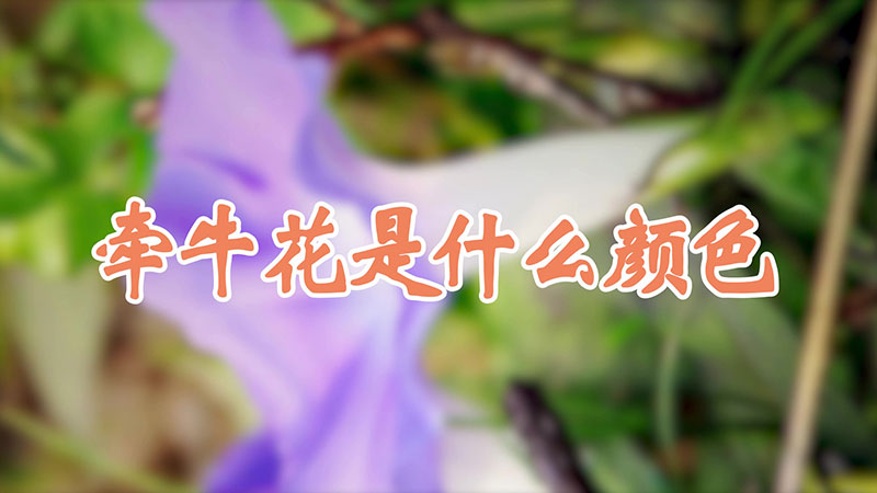 牵牛花是什么颜色