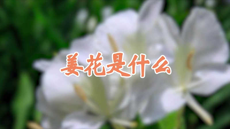 姜花是什么