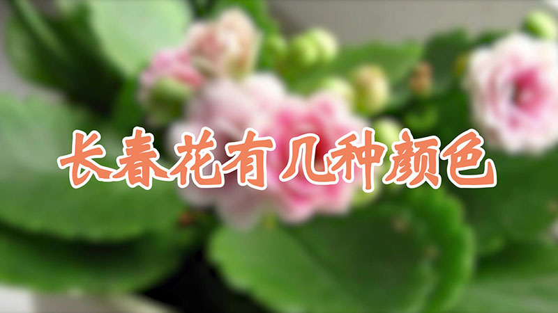 长春花有几种颜色