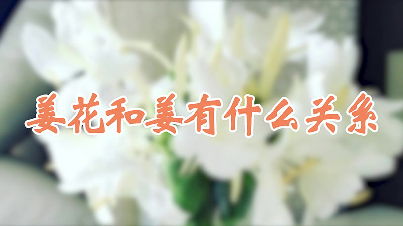 姜花和姜有什么关系