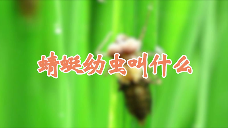 蜻蜓幼虫叫什么