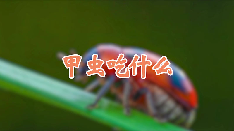 甲虫吃什么