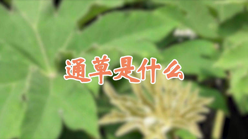 通草是什么