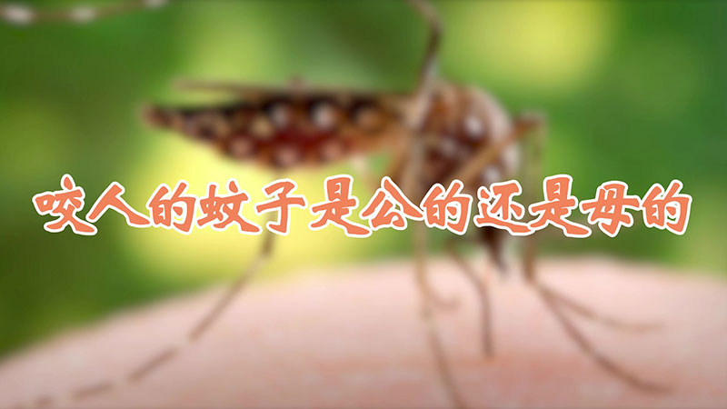 咬人的蚊子是公的还是母的