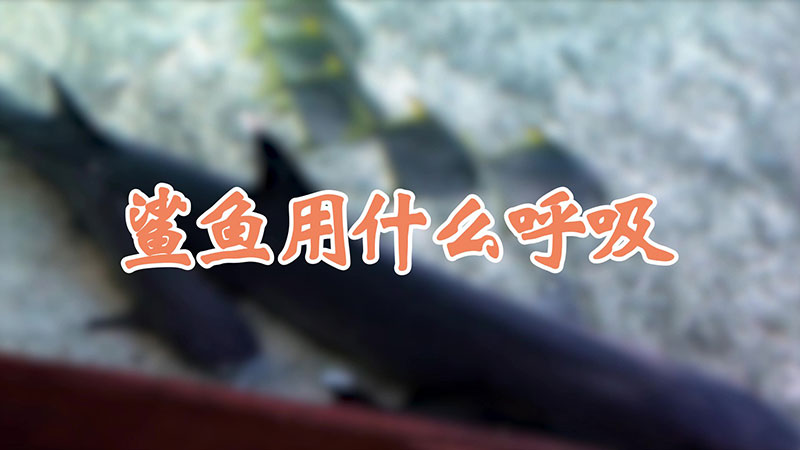 鲨鱼用什么呼吸