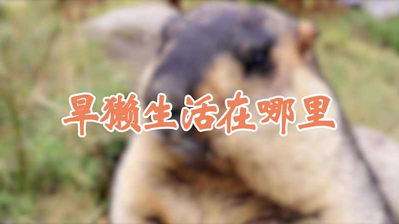 旱獭生活在哪里