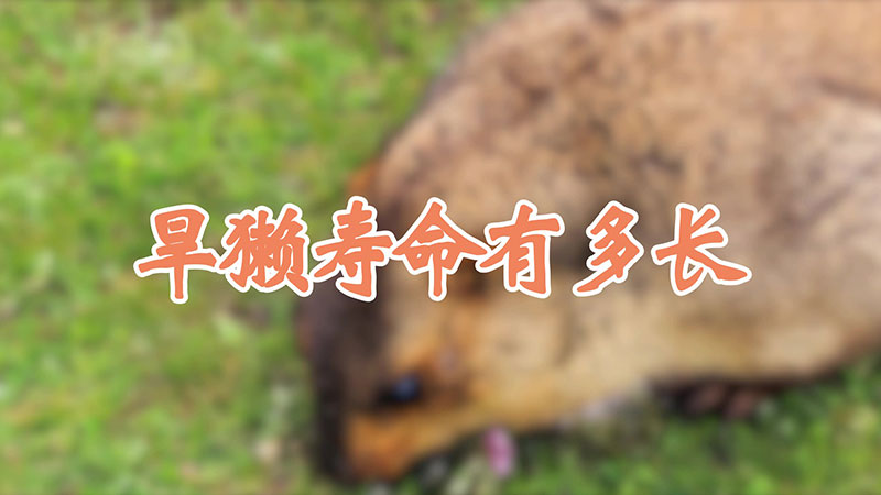 旱獭寿命有多长