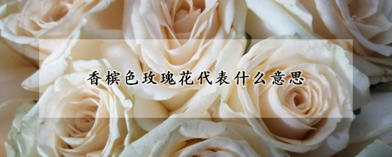 香槟色玫瑰花代表什么意思