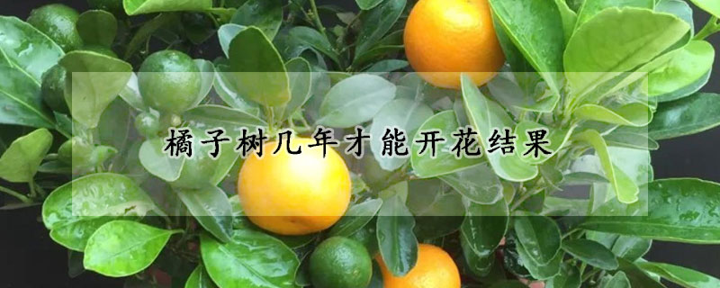 橘子树几年才能开花结果