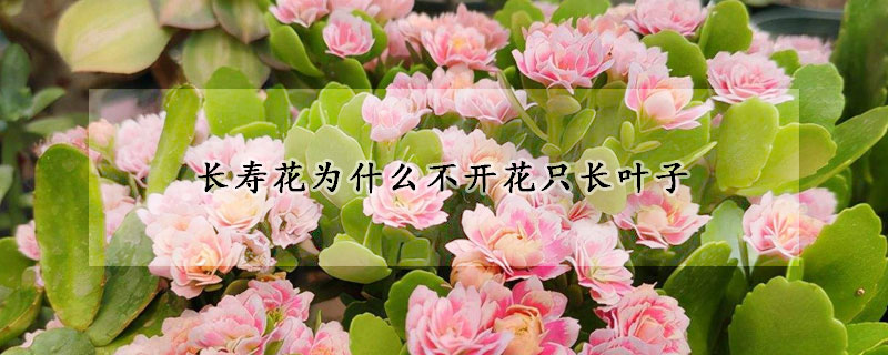 长寿花为什么不开花只长叶子