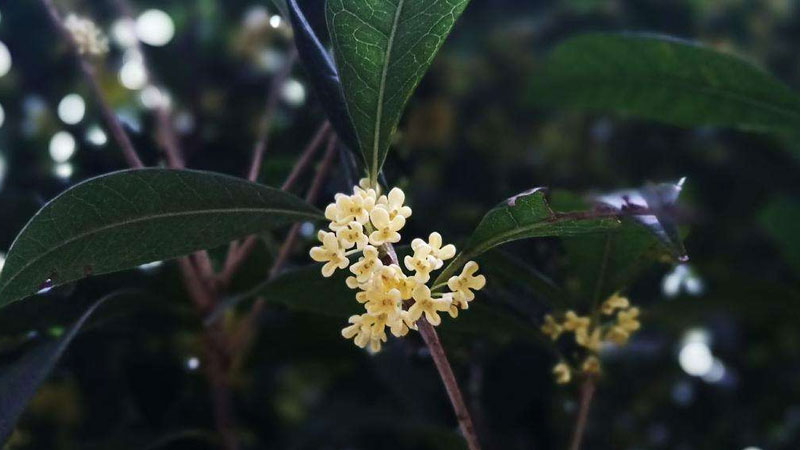 桂花树是什么植物