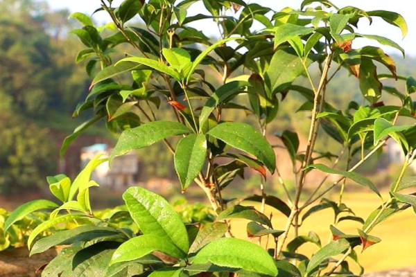 桂花树是什么植物