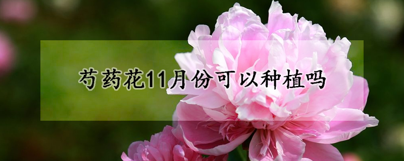 芍药花11月份可以种植吗