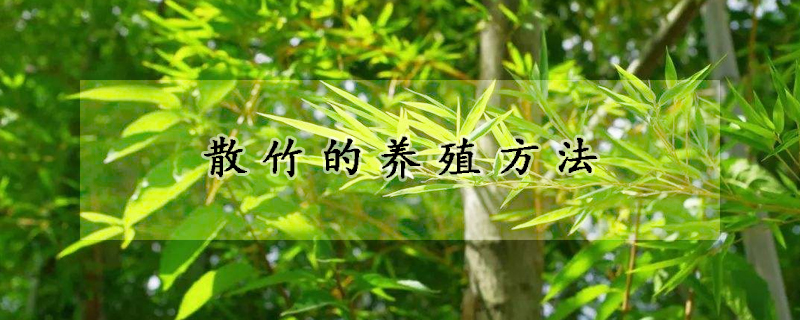 散竹的养殖方法