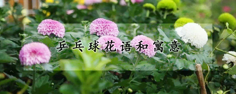 乒乓球花语和寓意