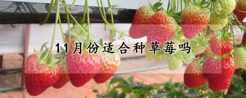 11月份适合种草莓吗
