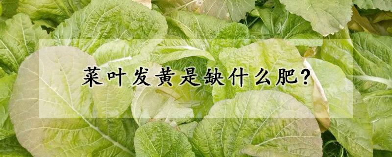 菜叶发黄是缺什么肥?