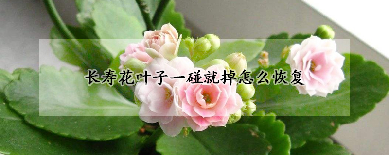 长寿花叶子一碰就掉怎么恢复