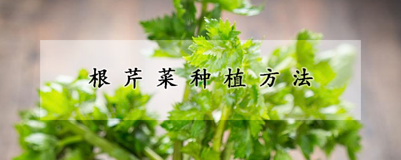 根芹菜种植方法