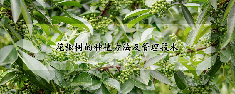 花椒树的种植方法及管理技术