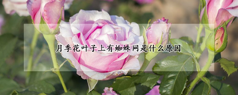 月季花叶子上有蜘蛛网是什么原因