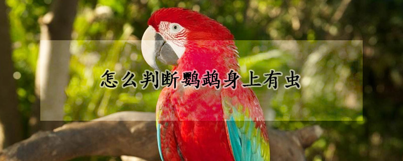 怎么判断鹦鹉身上有虫