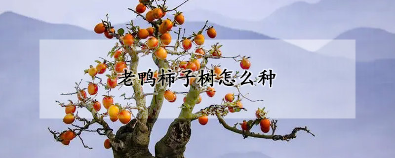 老鸭柿子树怎么种