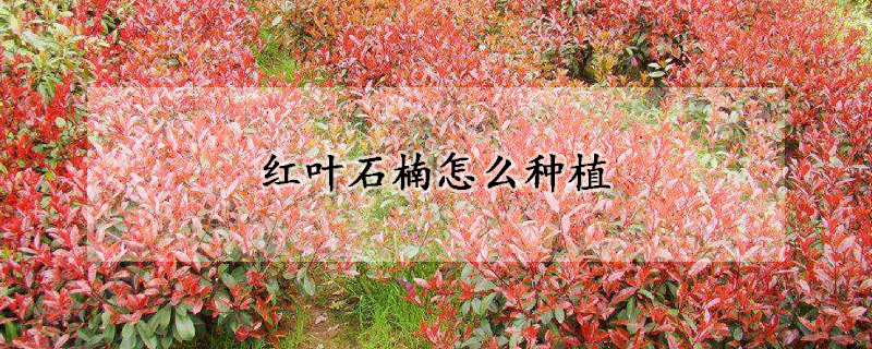 红叶石楠怎么种植