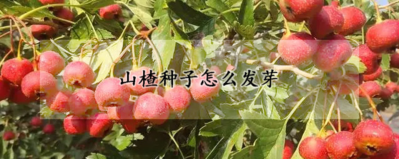 山楂种子怎么发芽