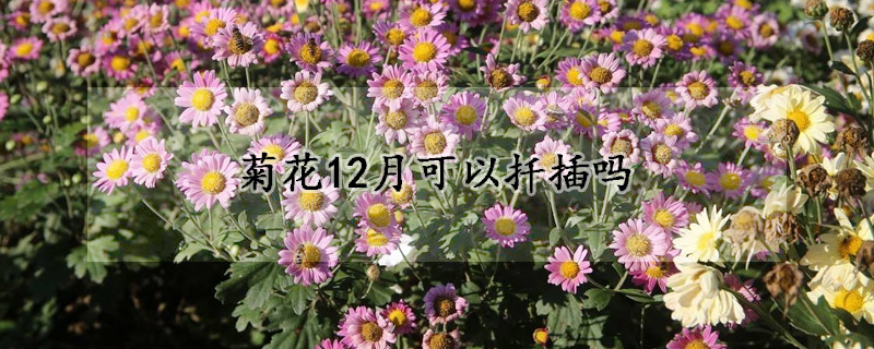 菊花12月可以扦插吗