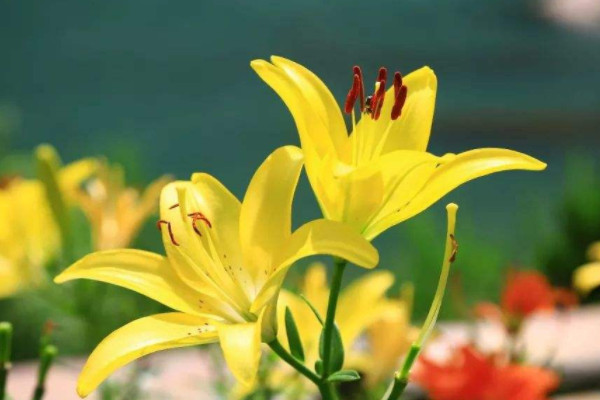 怎么让插瓶的百合花快点开花