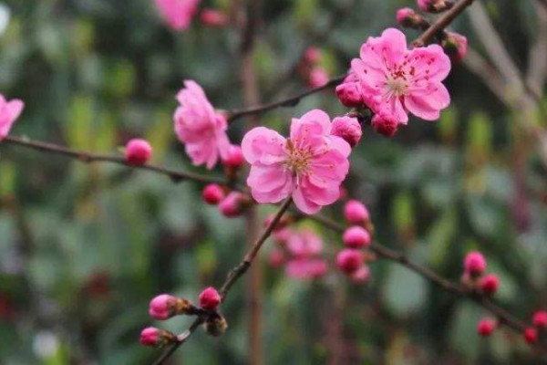 桃花和梅花怎么区分