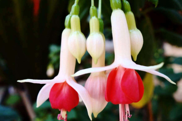 吊钟花的寓意和花语
