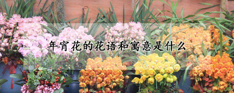 年宵花的花语和寓意是什么