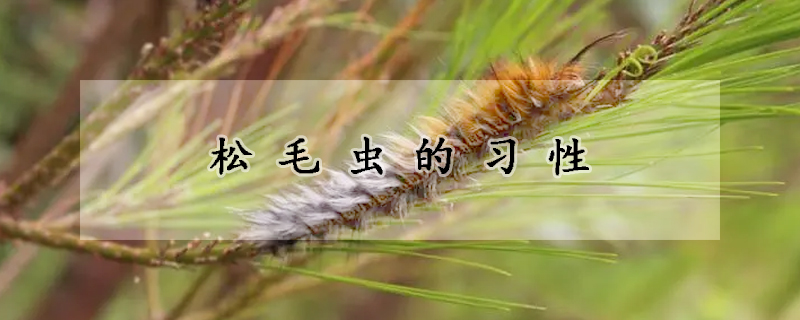 松毛虫的习性