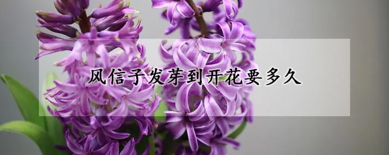 风信子发芽到开花要多久